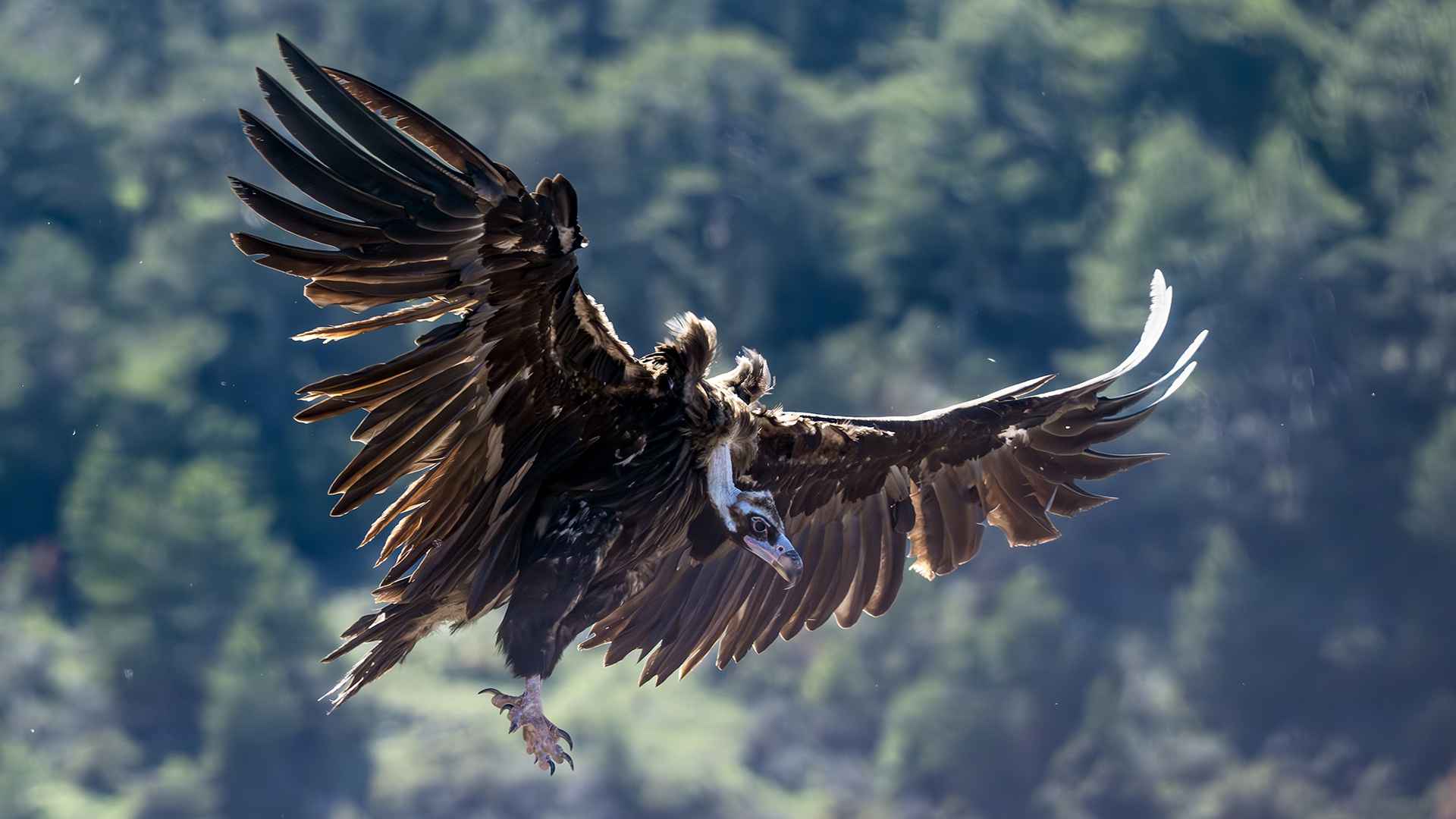 Cinereous Vulture